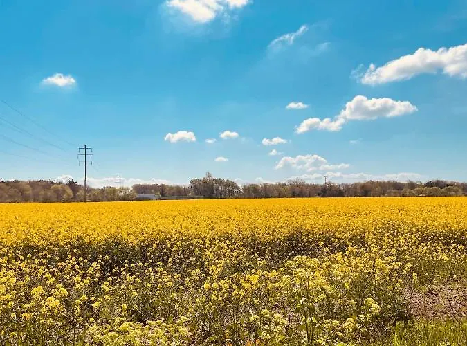 La P'tite Grange La Cotinière